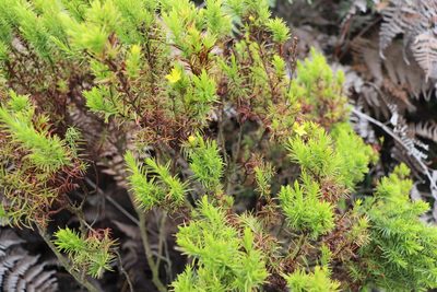 Hypericum juniperinum, photographed by Luisa Matiz