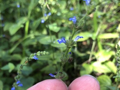 Salvia occidentalis, photographed by Pete Grannis