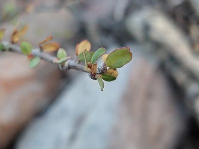 Euphorbia magdalenae, photographed by Abraham Sánchez Romero