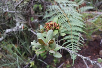 Hesperomeles goudotiana, photographed by Luisa Matiz