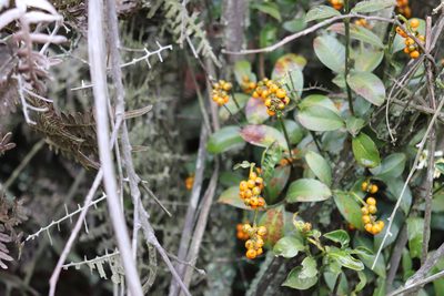 Palicourea boqueronensis, photographed by Luisa Matiz