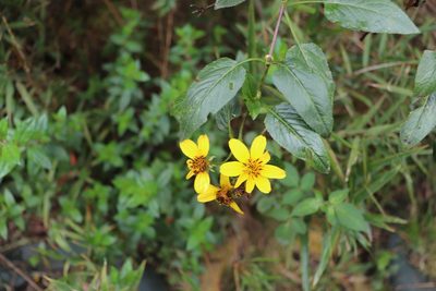 Bidens rubifolia, photographed by Luisa Matiz