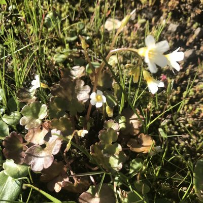 Romanzoffia californica, photographed by lotusmorning