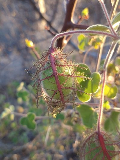 Passiflora arida, photographed by Abraham Sánchez Romero