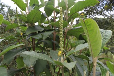 Abatia parviflora, photographed by Luisa Matiz