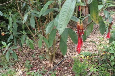 Fuchsia boliviana, photographed by Luisa Matiz