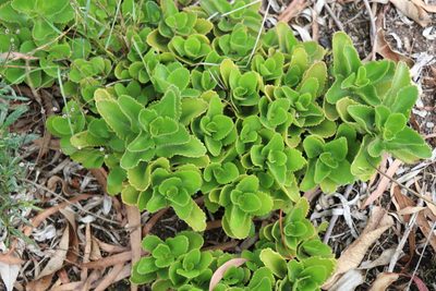 Kalanchoe densiflora, photographed by Luisa Matiz