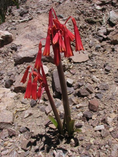 Hieronymiella argentina, photographed by Peter L Achuff