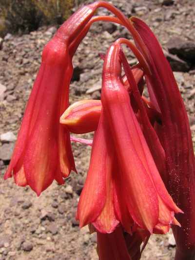 Hieronymiella argentina, photographed by Peter L Achuff