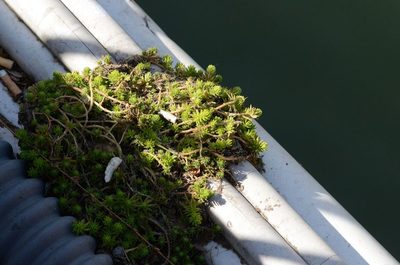 Sedum mexicanum, photographed by Zinogre