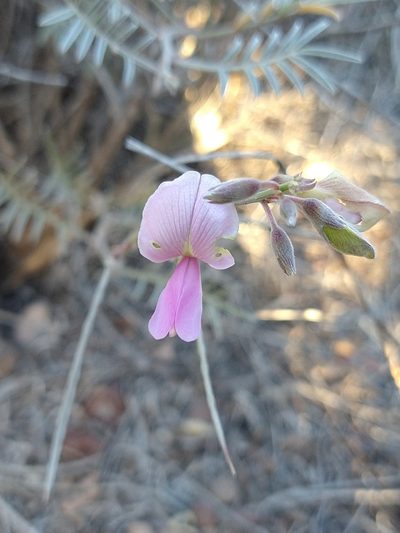 Tephrosia palmeri, photographed by Abraham Sánchez Romero