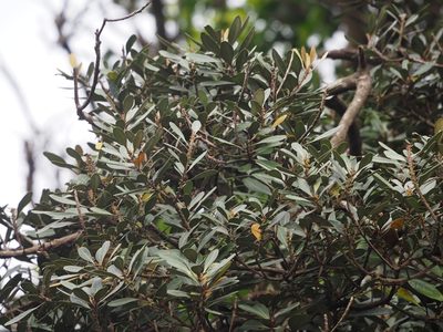 Planchonella obovata, photographed by 葉子