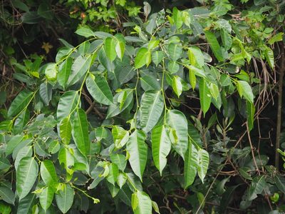 Ficus virgata, photographed by 葉子