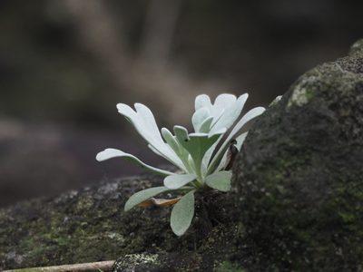 Crossostephium chinense, photographed by 葉子