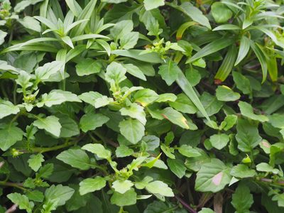 Gynura formosana, photographed by 葉子