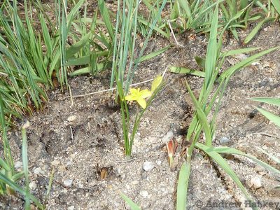 Hypoxis filiformis, photographed by Andrew Hankey