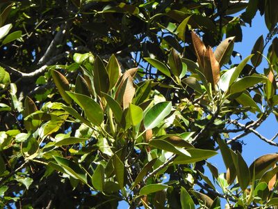 Ficus macrophylla, photographed by Greg Tasney