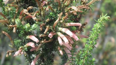 Erica glandulosa, photographed by Shaun Swanepoel