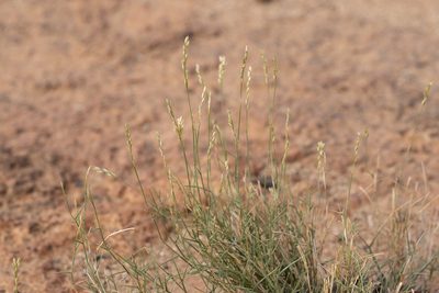 Eriachne mucronata, photographed by Kym Nicolson