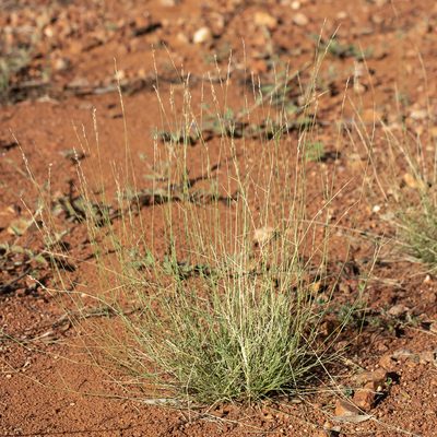 Eriachne mucronata, photographed by Kym Nicolson