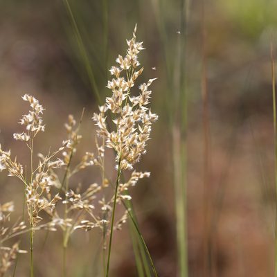 Eriachne obtusa, photographed by Kym Nicolson
