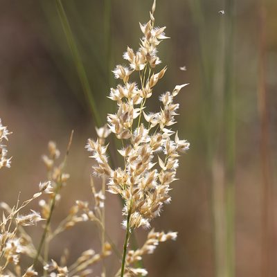 Eriachne obtusa, photographed by Kym Nicolson