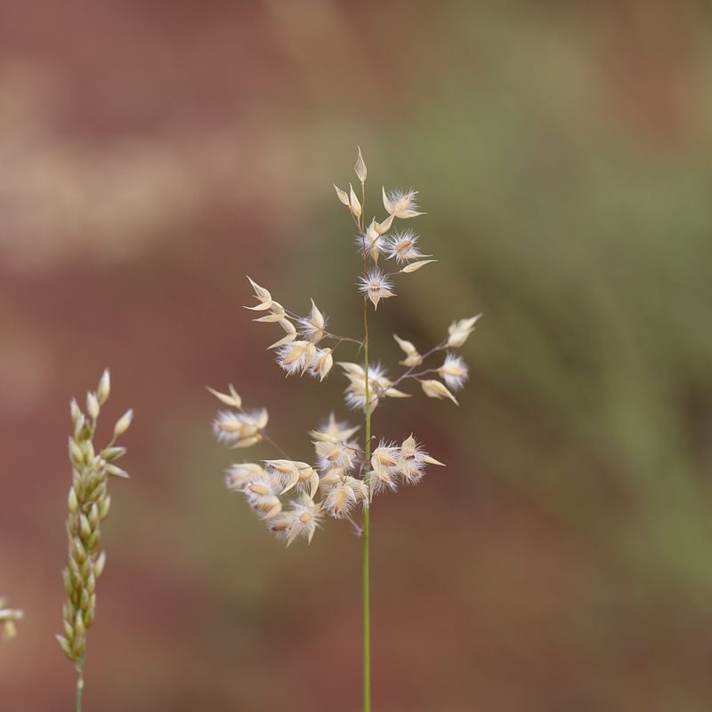 Eriachne obtusa, photographed by Kym Nicolson