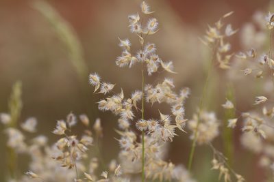 Eriachne obtusa, photographed by Kym Nicolson