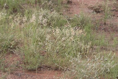 Eriachne obtusa, photographed by Kym Nicolson