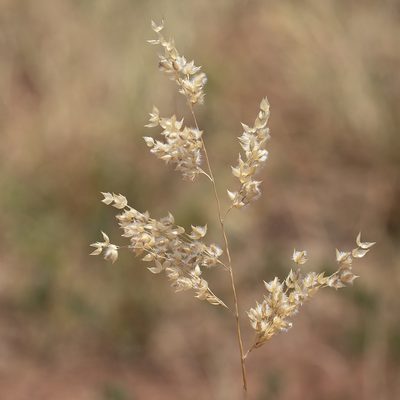 Eriachne obtusa, photographed by Kym Nicolson