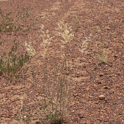 Eriachne obtusa, photographed by Kym Nicolson