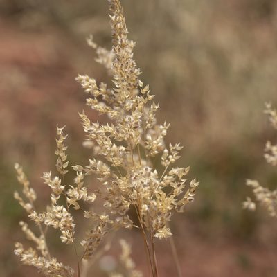 Eriachne obtusa, photographed by Kym Nicolson