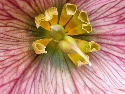 Helleborus thibetanus, photographed by zhangshen
