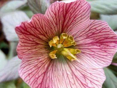 Helleborus thibetanus, photographed by zhangshen