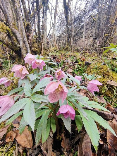 Helleborus thibetanus, photographed by zhangshen