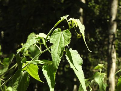Abutilon oxycarpum, photographed by Greg Tasney