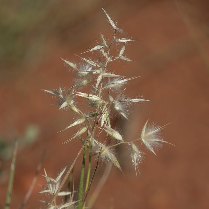 Eriachne aristidea, photographed by Kym Nicolson