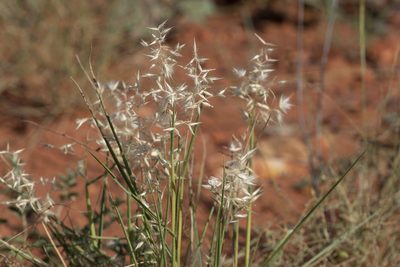 Eriachne aristidea, photographed by Kym Nicolson