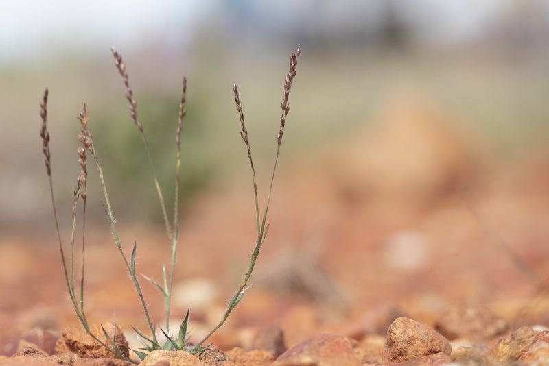Eriachne pulchella, photographed by Kym Nicolson