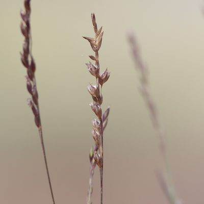 Eriachne pulchella, photographed by Kym Nicolson