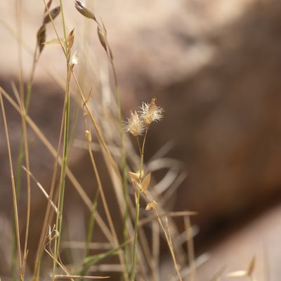 Eriachne mucronata, photographed by Kym Nicolson