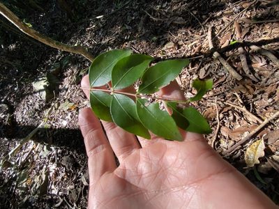 Gossia punctata, photographed by Greg Tasney