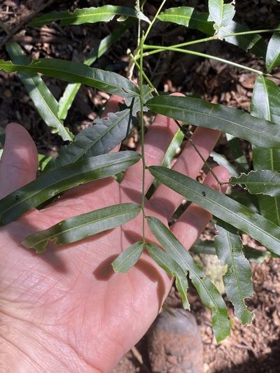 Atalaya multiflora, photographed by Greg Tasney