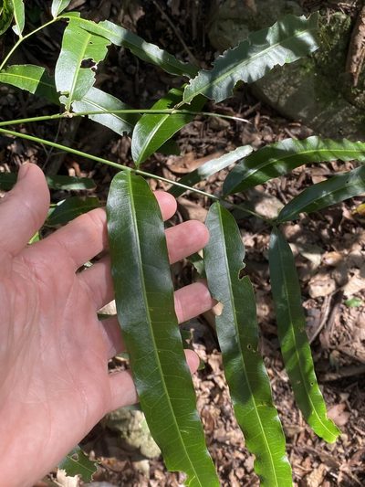Atalaya multiflora, photographed by Greg Tasney