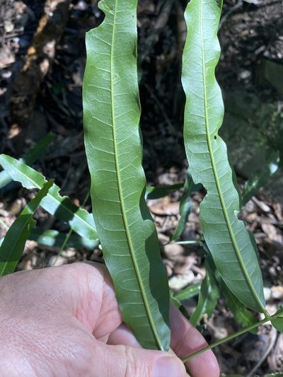 Atalaya multiflora, photographed by Greg Tasney