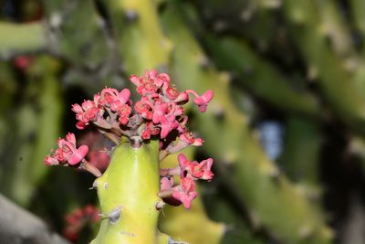 Euphorbia caducifolia, photographed by S.MORE