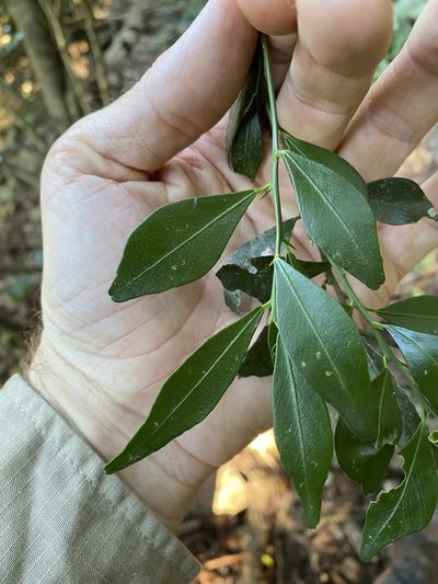 Citrus australis, photographed by Greg Tasney
