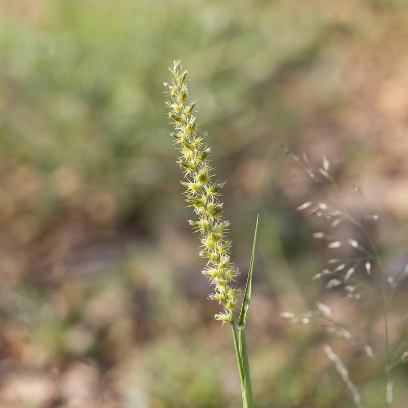 Cenchrus biflorus, photographed by Kym Nicolson