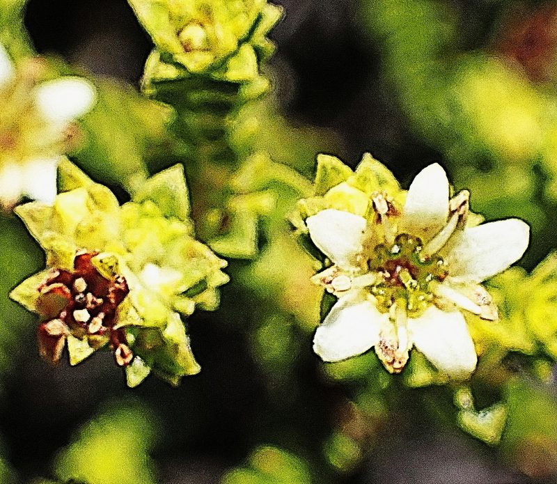 Diosma echinulata, photographed by Di Turner
