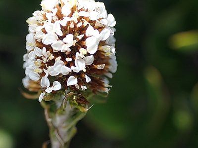 Stoebe anomala, photographed by Di Turner